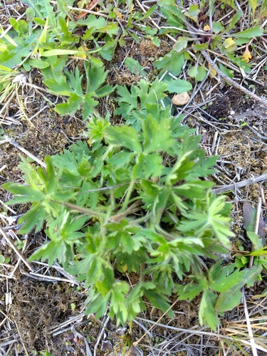 Western Buttercup foliage