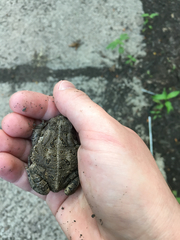 Anaxyrus fowleri