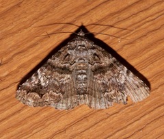 Metria amella