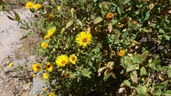 Chionopappus benthamii