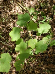 Ribes ciliatum