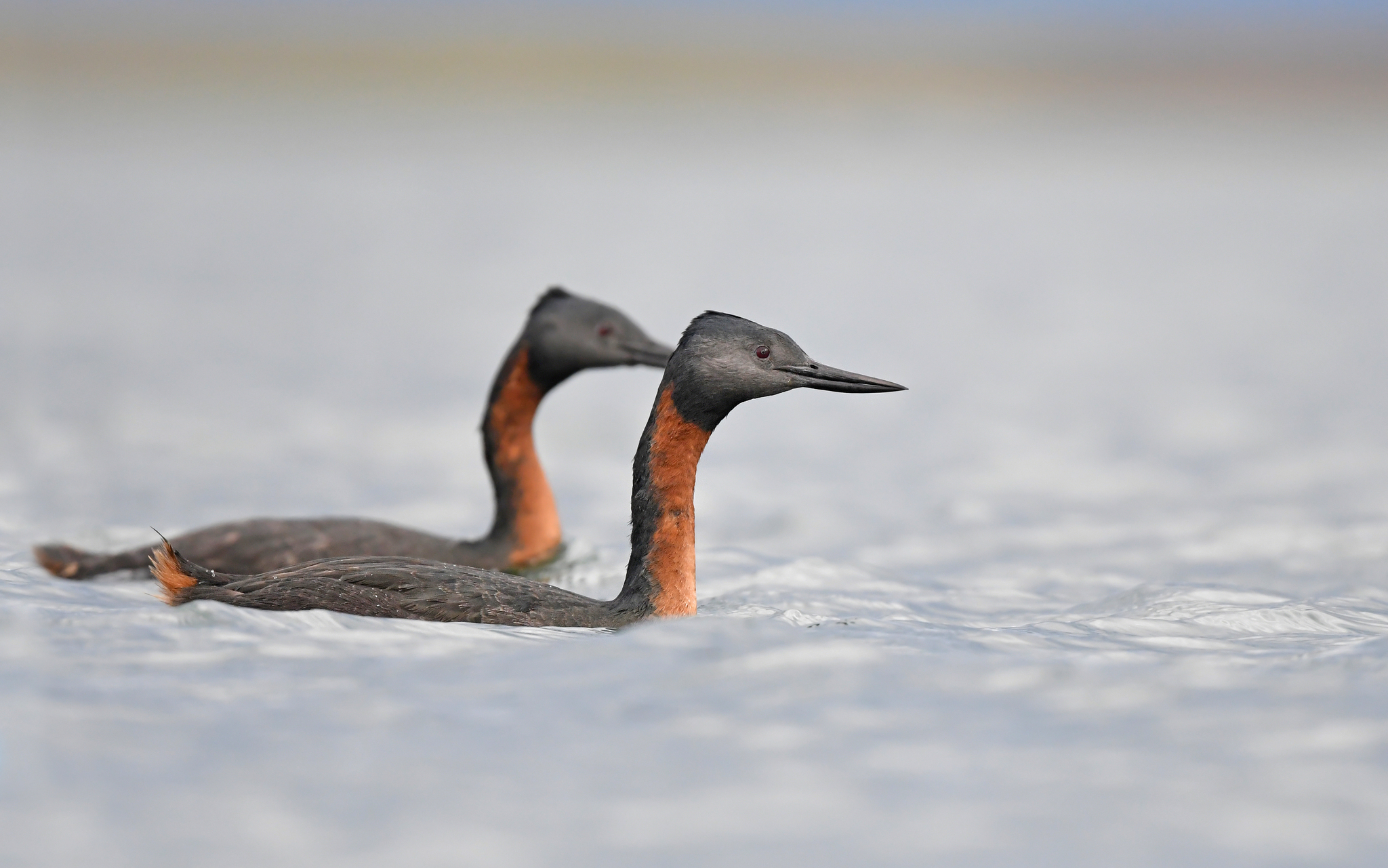Great Grebe (Podiceps major)