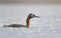 Great Grebe photo 4