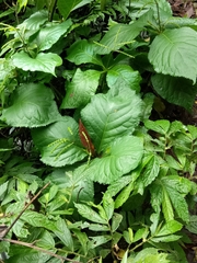 Chloranthus oldhamii