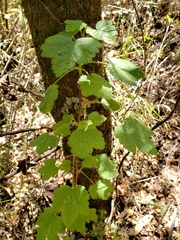 Ribes ciliatum