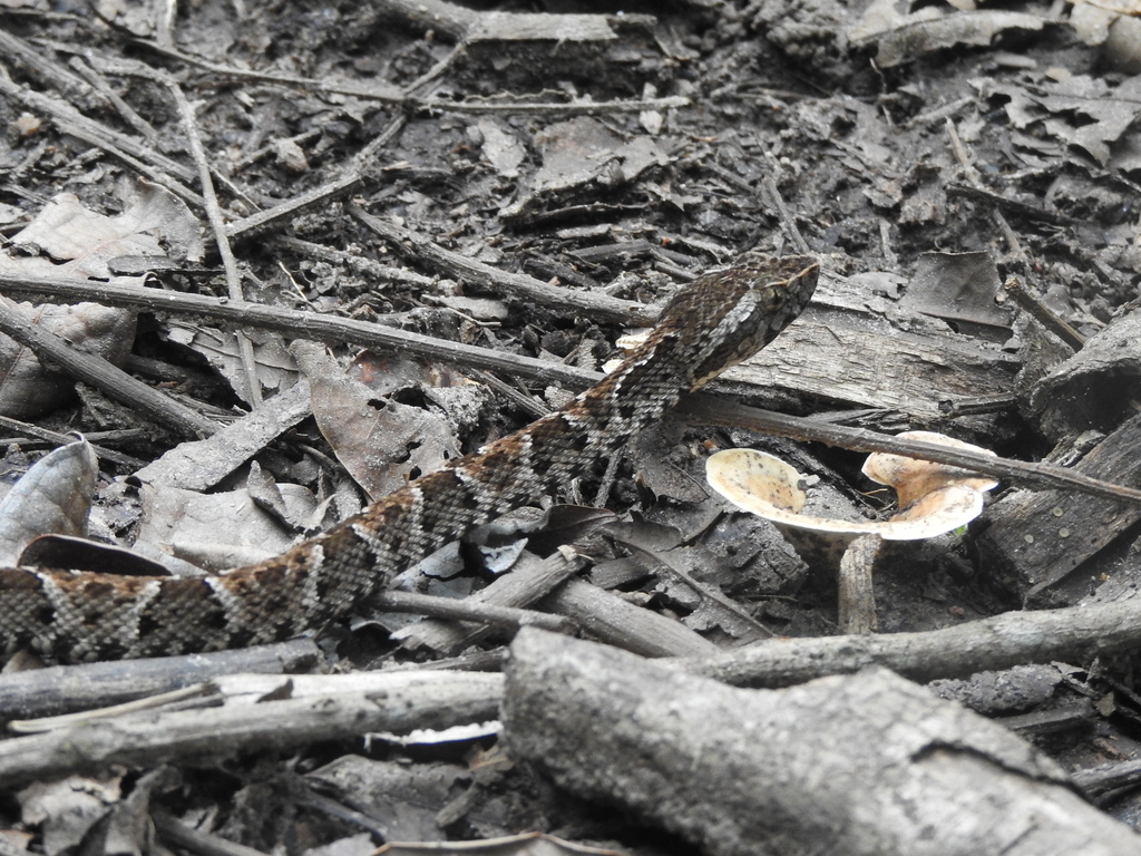 Whitetail Lancehead