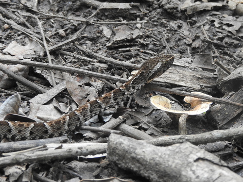 Whitetail Lancehead