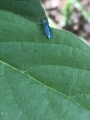 Agrilus cyanescens
