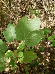 Ribes ciliatum