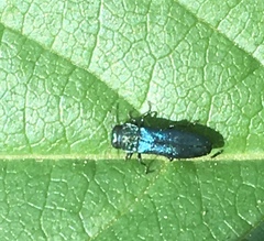Agrilus cyanescens
