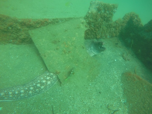 Muraena argus