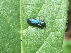 Agrilus cyanescens