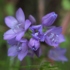 Gilia achilleifolia