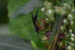 Itoplectis