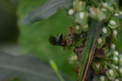 Itoplectis