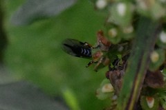 Itoplectis