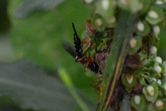 Itoplectis