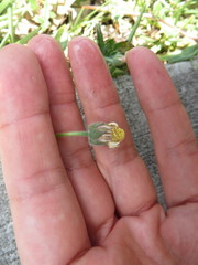 Tridax procumbens image