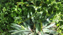 Bromeliaceae