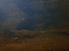 Salvelinus fontinalis