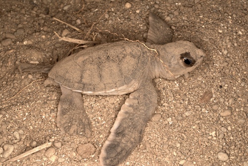 Green sea turtle