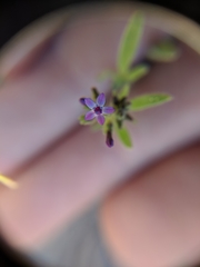 Allophyllum gilioides gilioides