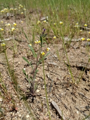 Allophyllum gilioides gilioides