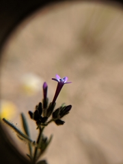 Allophyllum gilioides gilioides