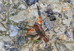 Engaeus affinis