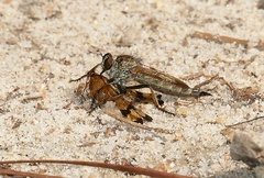 Machimus novaescotiae