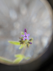 Allophyllum gilioides gilioides