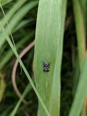 Elasmoscelis perforata