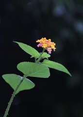 Lantana camara