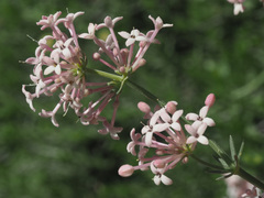 Asperula pubescens