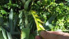 Bromeliaceae