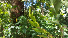 Bromeliaceae