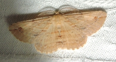 Syneora lithina