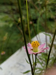 Cosmos caudatus