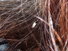 Stratiomyomorpha