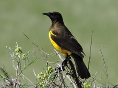 Pseudoleistes guirahuro