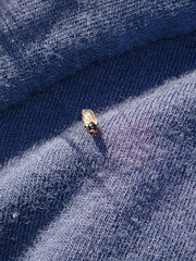 Stratiomyomorpha