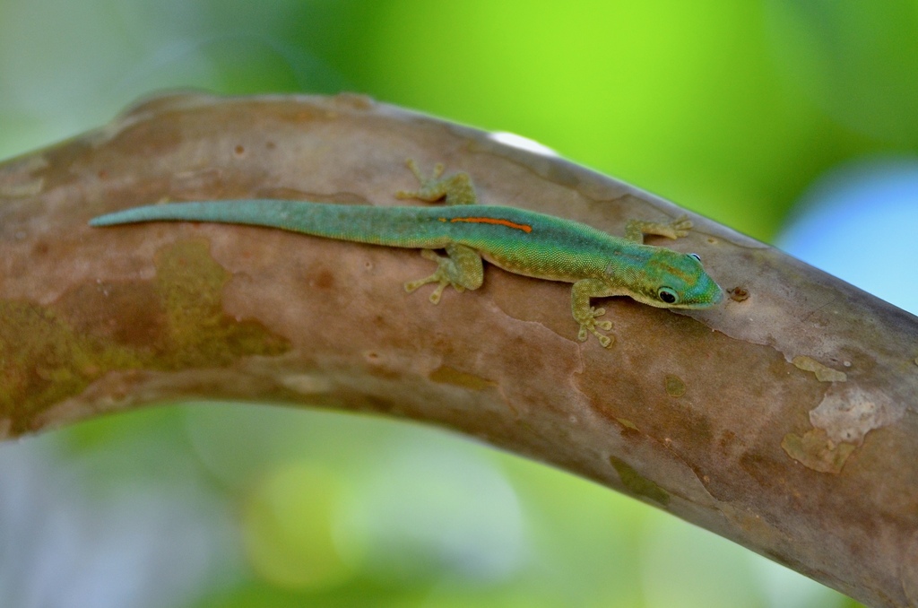 Mertens' Day Gecko