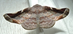 Oenochroma turneri