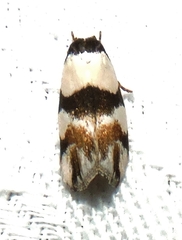 Zonopetala decisana