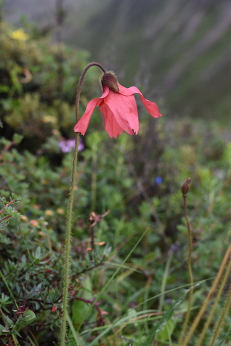 Meconopsis punicea