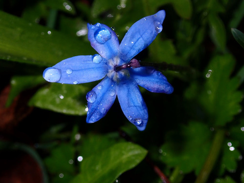 Sibirinė scylė nuotrauka