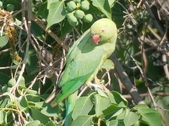 Psittacula krameri