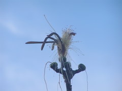 Pseudobombax palmeri