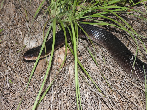Boiruna sertaneja