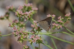 Tharsalea xanthoides